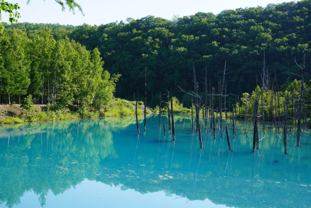 北海道の森
